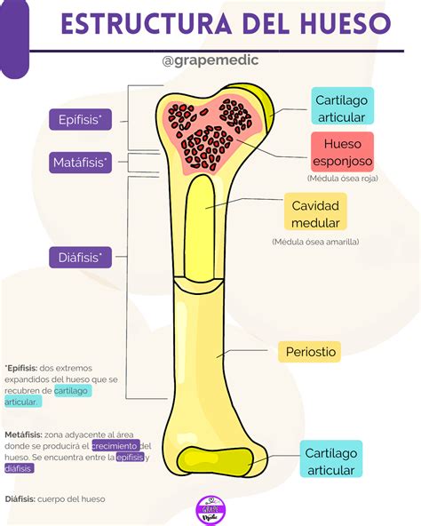 Estructura del hueso | Huesos, Tipos de suturas, Estructura del hueso