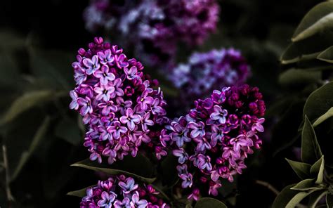 Download wallpaper 3840x2400 lilac, flowers, flowering, bush, leaves 4k ultra hd 16:10 hd background