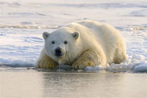 Oil drilling allowed in Alaska wildlife refuge, home to polar bears