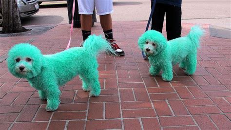 Why are some puppies born green?