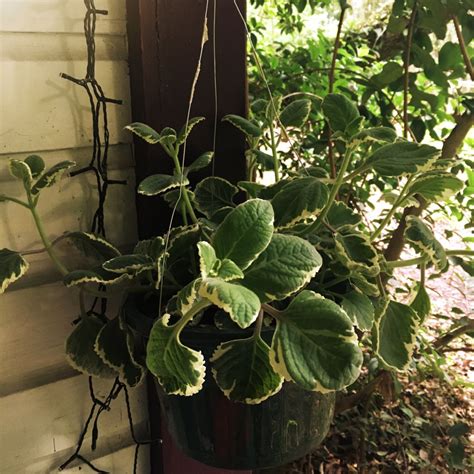 Coleus amboinicus 'Variegatus' syn. Plectranthus amboinicus 'Variegatus', Cuban Oregano ...