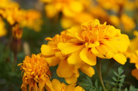 Mexican Marigold Flowers Plant - Free photo on Pixabay - Pixabay