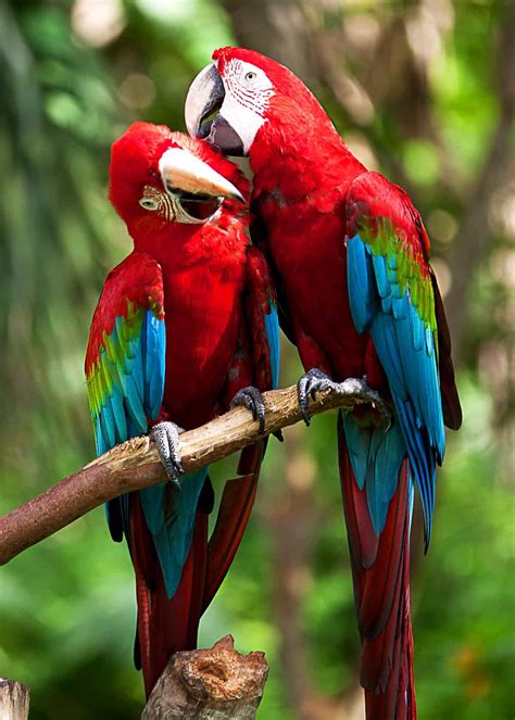 22 Scarlet Macaw Facts: Guide to the Beautiful Ara macao | JustBirding.com