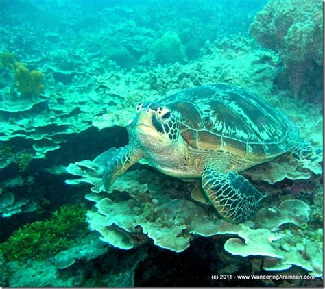 A day of SCUBA diving in Guam - Wandering Aramean