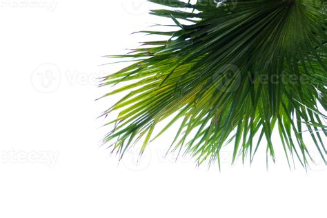 palm tree leaves on a transparent background 26508965 PNG