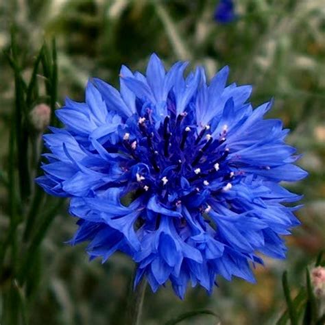 Edible - Blue Bachelor Button Flower Seeds - Price €1.95