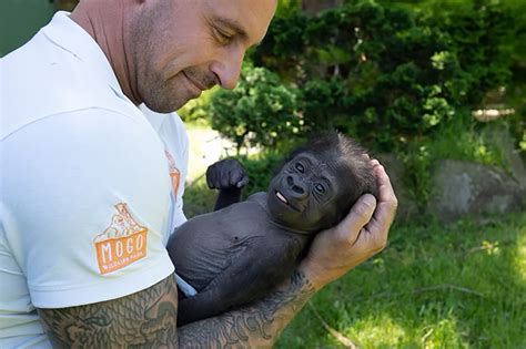 This baby gorilla almost died before a zookeeper held him close. Now he has a new adoptive mom ...