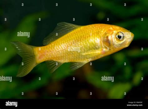 Goldfish, Common carp, Yellow goldfish (Carassius auratus), breeding ...