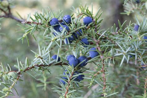 Can You Eat Juniper Berries: Learn How To Use Juniper Berries