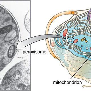 (PDF) Difference Between Lysosome and Peroxisome