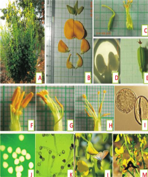 A. Flowering plant, B. Calyx and Corolla, C. Androecium and gynoecium,... | Download Scientific ...