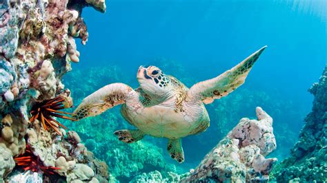 You May Be Running Out of Time to See Hawaii's Coral Reefs | Condé Nast Traveler