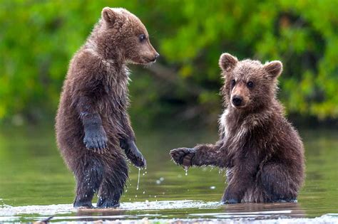 Adorable bear cubs shaking hands - Irish Mirror Online