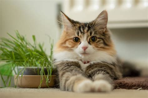 It's All About That Calico Cat | Veterinary Blog for Los Angeles - Shiloh Veterinary Hospital ...