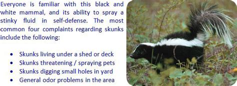 Skunk Repellent Analysis - Moth Balls, Ammonia, Coyote Urine