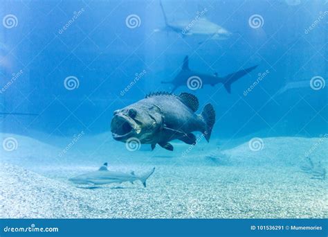 Giant Grouper with Shark in Blue Sea Stock Image - Image of marbled ...