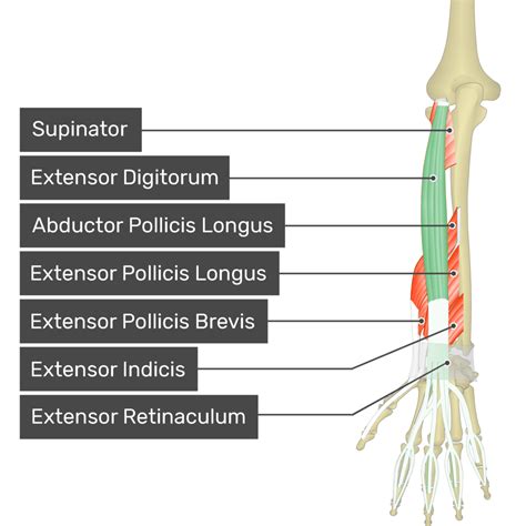 Extensor Carpi Radialis Longus Learn Muscles, 45% OFF