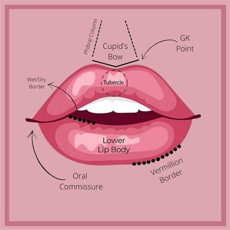 Learn - Anatomy Lesson: Lips | The Refinery Med Spa Georgetown