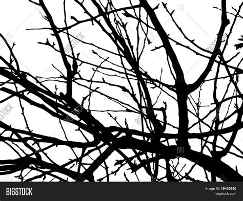 Tree Branch Vector Vector & Photo (Free Trial) | Bigstock