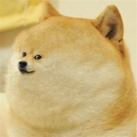 Doge Meme - Much Wow Dog - Funny Shiba Inu Meme