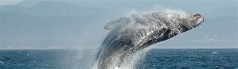 Whale (Humpback) - Breeding | Young People's Trust For the Environment