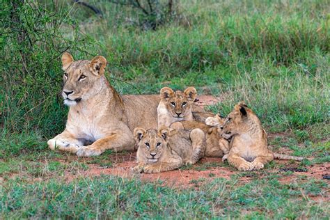 A Lion Cub Crèche - Lion Recovery Fund