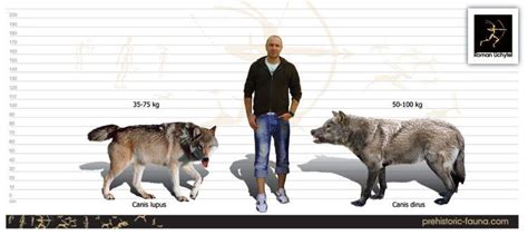 The approxomate size comparison between dire wolves (extinct), gray wolves and humans ...