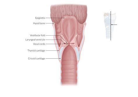 Vocal Folds Histology