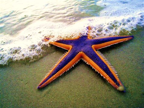 Starfish - Facts about Seastars | Passnownow.com