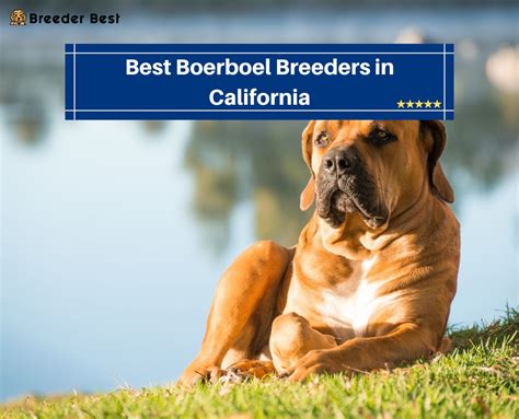 Boerboel Rescue