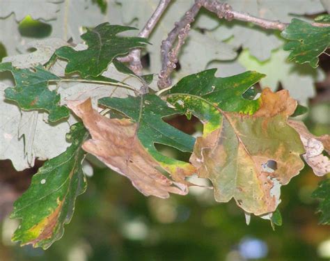 Tree Disease Alert: Bur Oak Blight - Nature's Perspective Landscaping