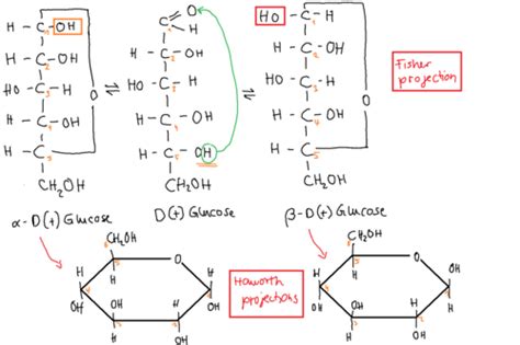 Glucose Ring Structure Formation