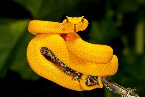 Eyelash Viper Facts and Pictures | Reptile Fact