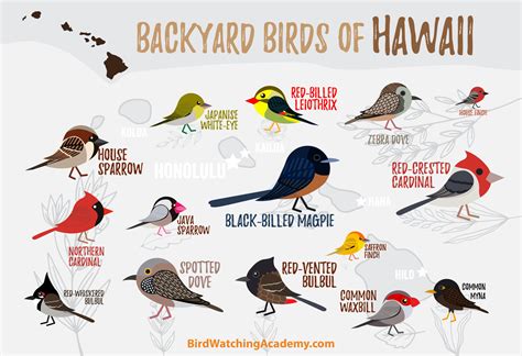 Backyard Birds of Hawaii - Bird Watching Academy