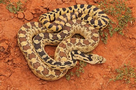 Great Basin Gopher Snake Facts and Pictures | Reptile Fact