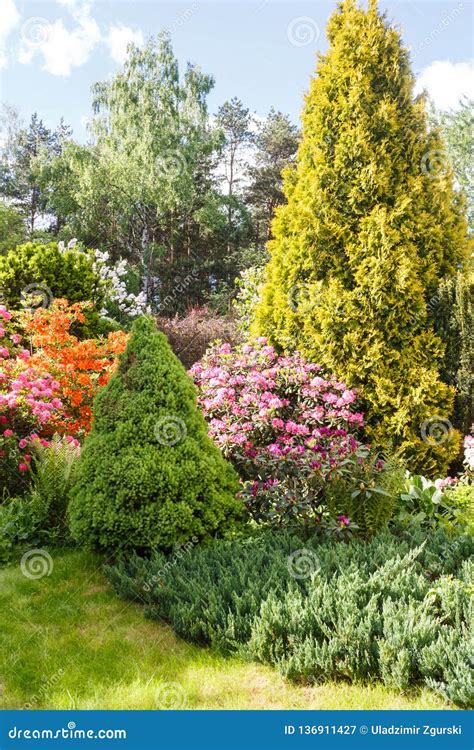 Decorative Trees. Shrubs and Flowers in the Garden: Spruce, Arborvitae, Pine, Fir, Juniper ...