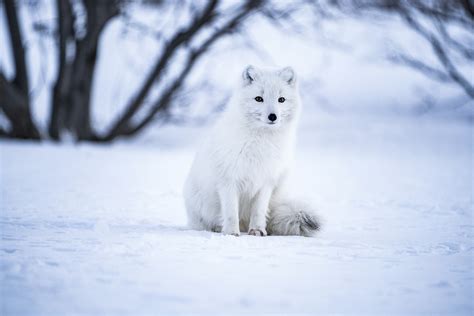 Arctic fox Wallpaper - Download HD Wallpaper DP