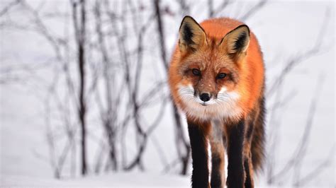 Wallpaper ID: 15784 / fox, curious, winter, looks, snow, 4k free download