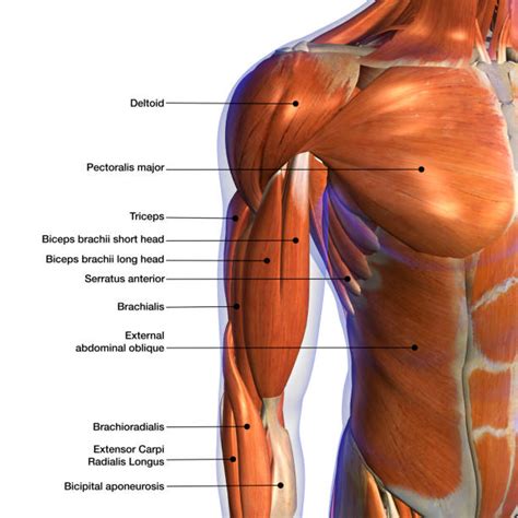 Arm Muscles: Anatomy Function Of Biceps, Triceps, Forearms, 48% OFF