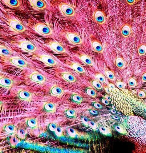 What’s my favorite color? All of ’em (39 photos) | Pink peacock, Beautiful birds, Peacock feathers