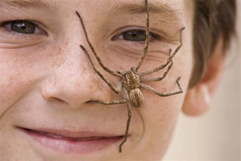 Couple Finds A Huntsman Spider The Size Of A Frisbee Eating An Entire Possum And We Need To Burn ...