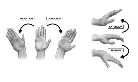 hand anatomy bones and joints