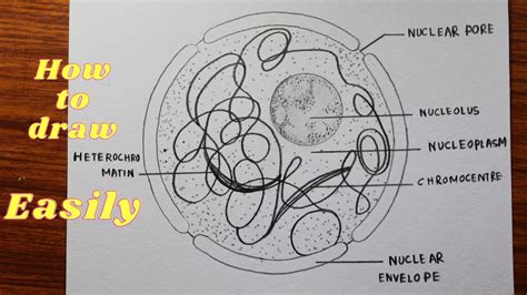 Nucleus Diagram