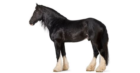 Shire Horse: A Magnificent Horse Breed