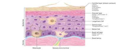 Epidermal Cells | GeneTex