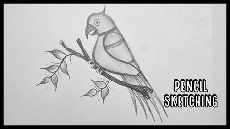 Parrot Pencil Drawing Outline