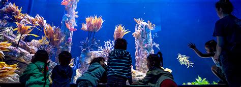 Exhibits | Birch Aquarium at Scripps