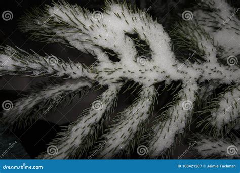 Snow on pine trees stock image. Image of falling, night - 108421207