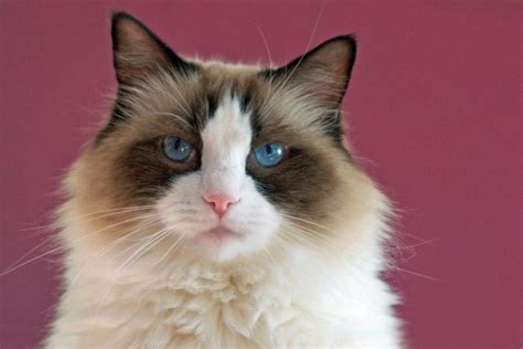 300+ Fluffy Cat Names - Find Cat Names