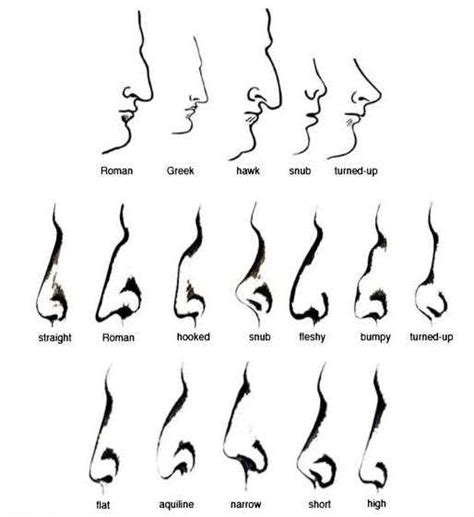 Different Nose Types